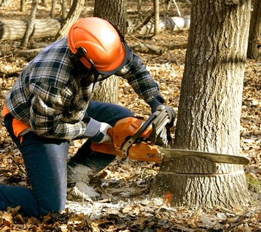 Tree Removal in Robert Lee, TX